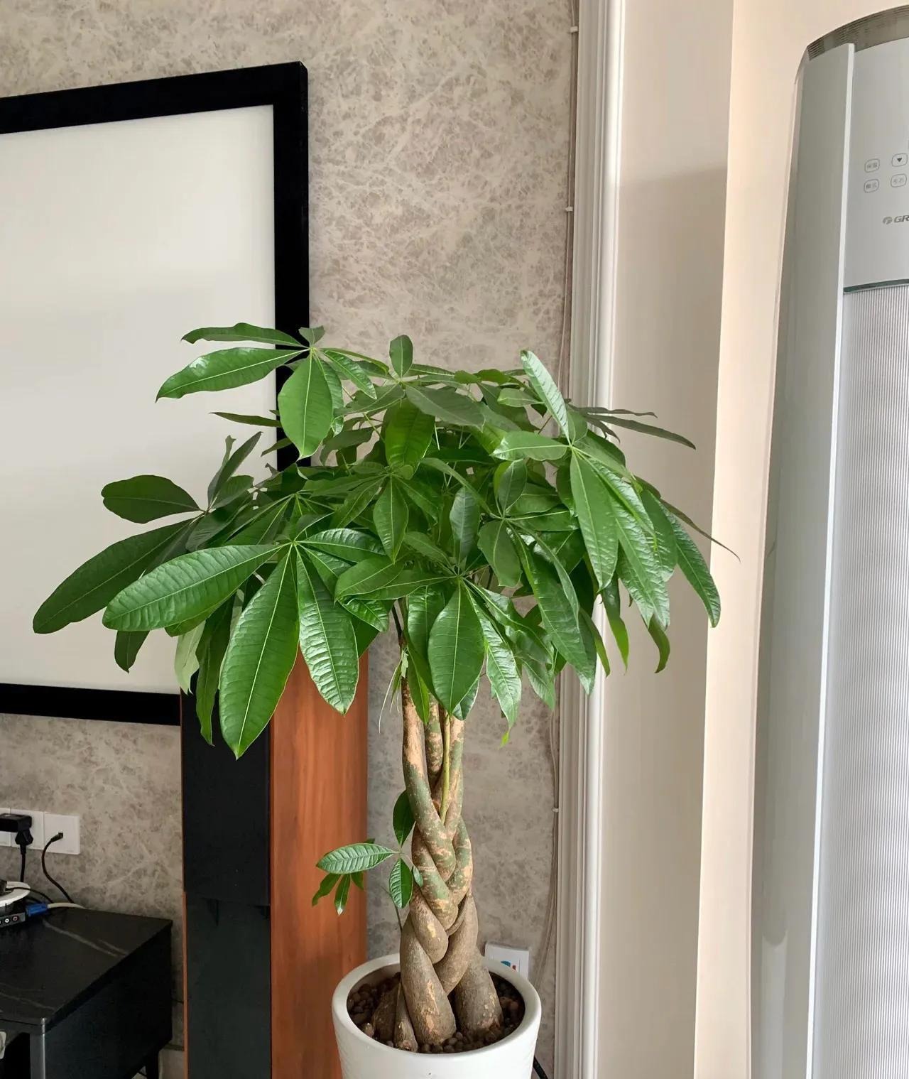 5 cây này là "khắc tinh" của formaldehyde: Nuốt sạch bụi mịn, tẩy uế khí rất tốt - Ảnh 4.