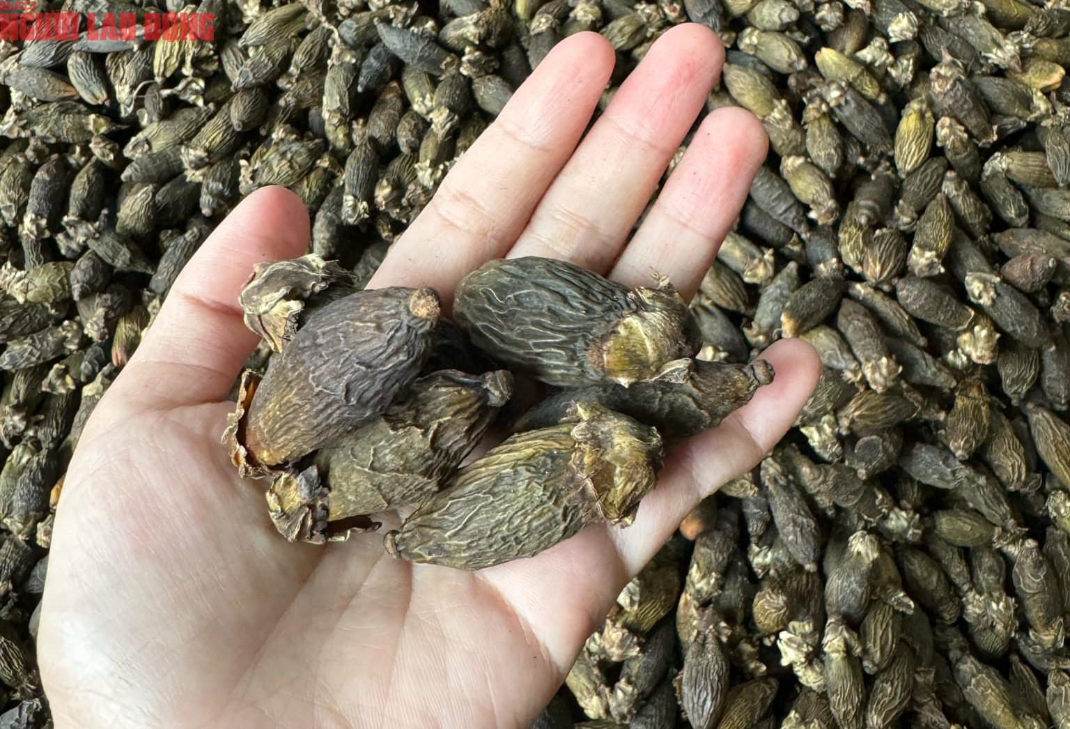 Việt Nam nhập khẩu cao tăng 1.303%- Ảnh 1.