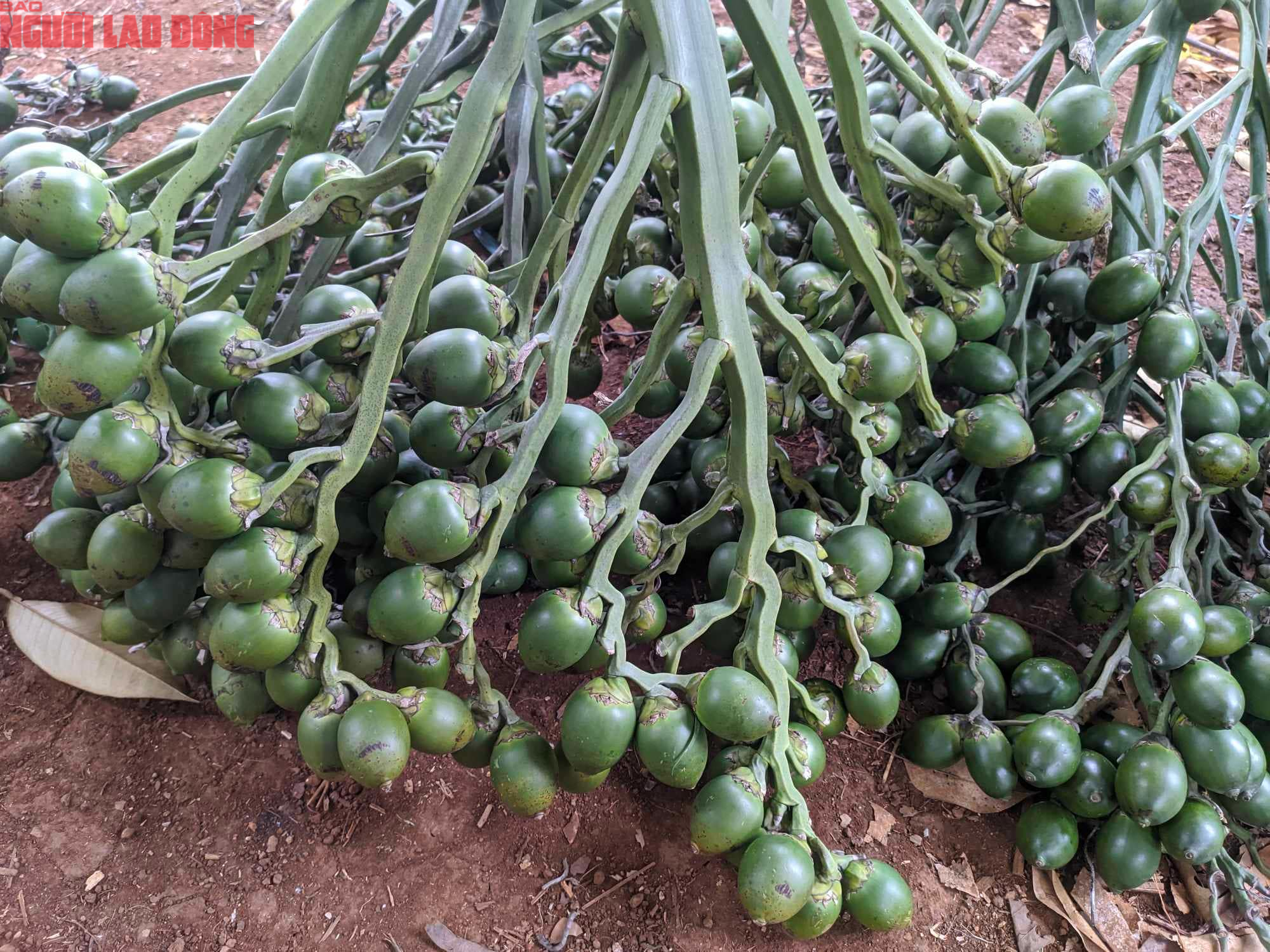 Việt Nam nhập khẩu cao tăng 1.303%- Ảnh 2.