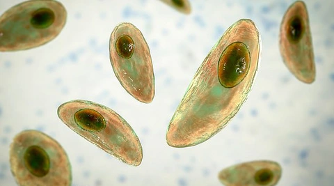 Loại ký sinh trùng lây nhiễm cho gần một nửa dân số thế giới, có thể khiến tinh trùng của con người gặp chuyện này- Ảnh 1.