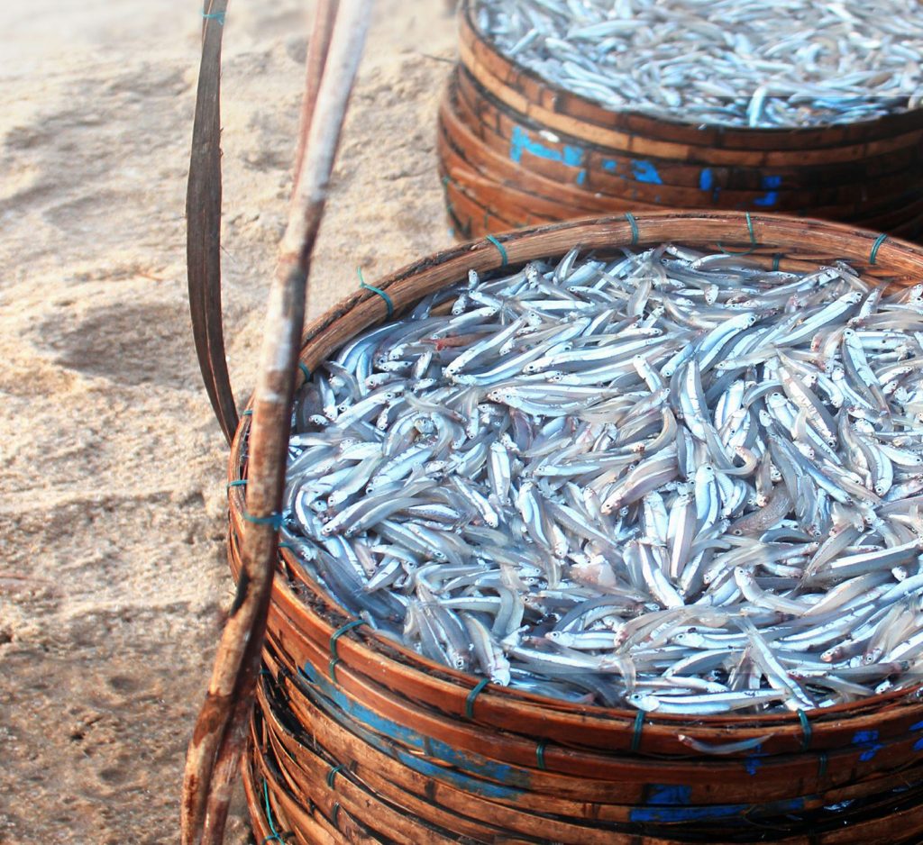 Khi đi chợ, người thông minh sẽ tránh ngay 3 loại cá dễ gây ngộ độc, nhưng sẽ mua 4 loại cá thơm ngon và cực kỳ bổ dưỡng- Ảnh 4.