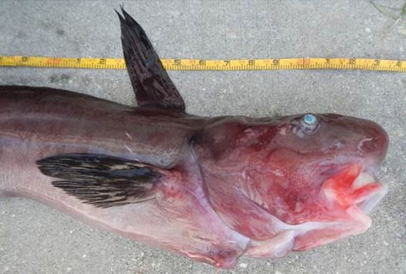 Khi đi chợ, người thông minh sẽ tránh ngay 3 loại cá dễ gây ngộ độc, nhưng sẽ mua 4 loại cá thơm ngon và cực kỳ bổ dưỡng- Ảnh 3.