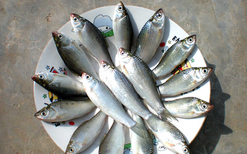 5 loại cá nhỏ là tinh hoa trên mâm cơm, ngọt thịt ít xương, không nuôi cám tăng trọng