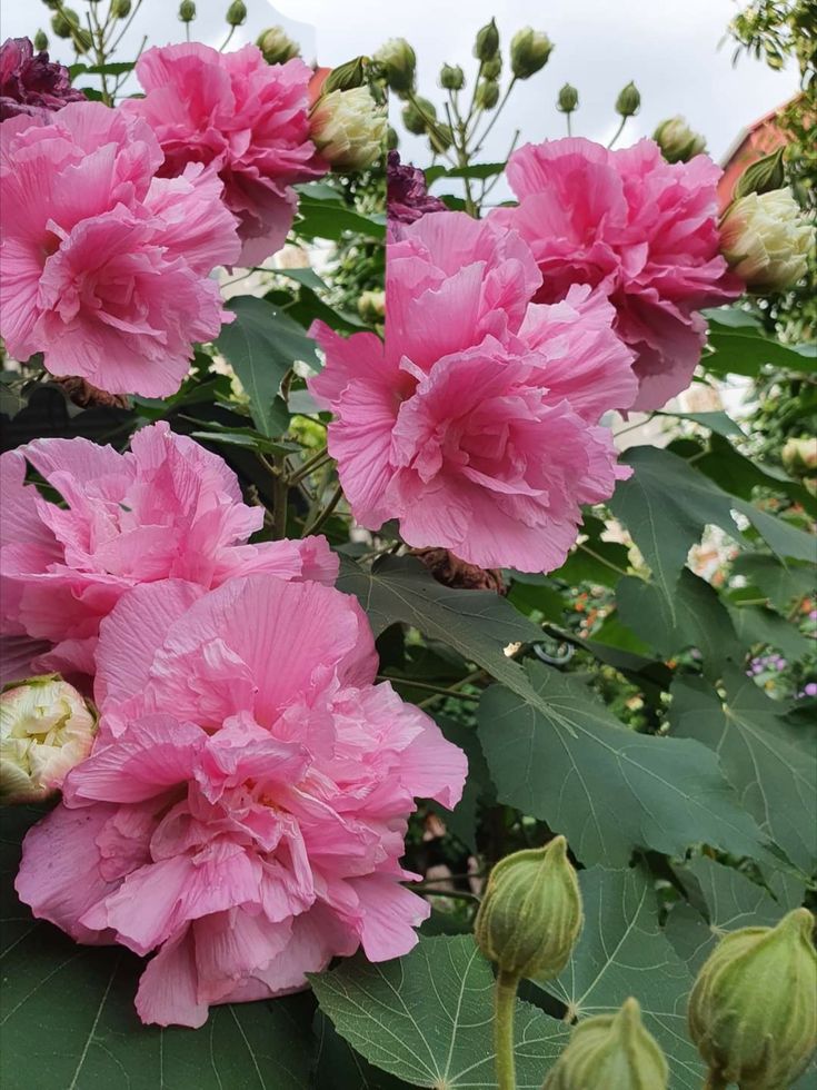 4 loại hoa KHÔNG nên đặt trên bàn thờ ngày Rằm, mồng Một: Lộc tài đội nón ra đi lúc nào không hay- Ảnh 2.