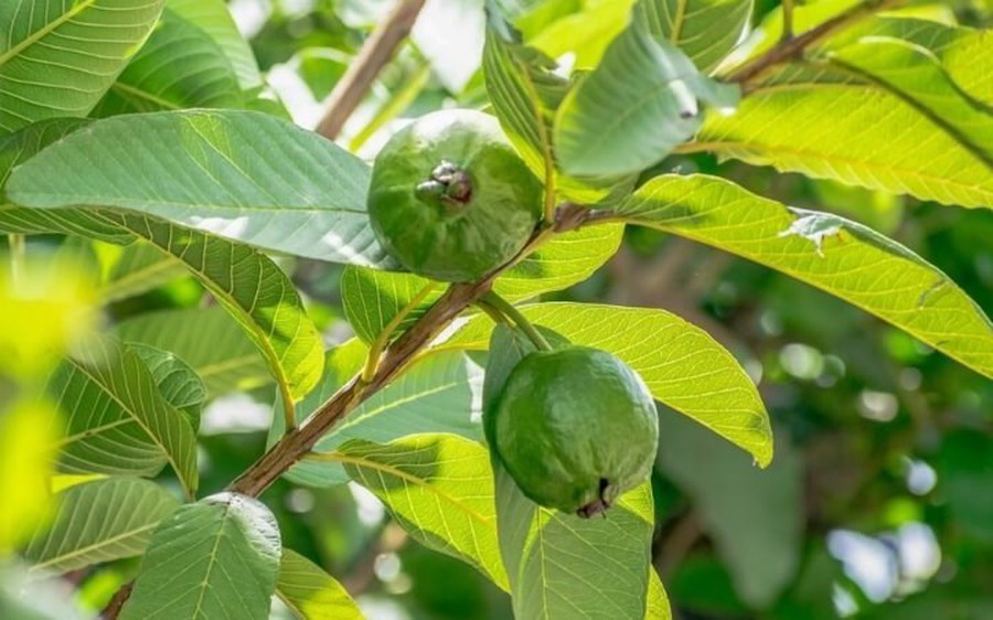 Việt Nam có loại lá chống rụng tóc, củng cố chân tóc cực tốt: Biết dùng còn khỏe tim mạch, tiêu hóa - Ảnh 1.