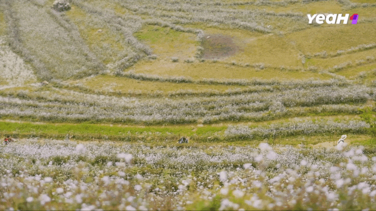 Homestay tại Lào Cai full phòng 3 tháng liền, chị Thông Bản Liền trở thành hiện tượng sau Gia Đình Haha- Ảnh 10.