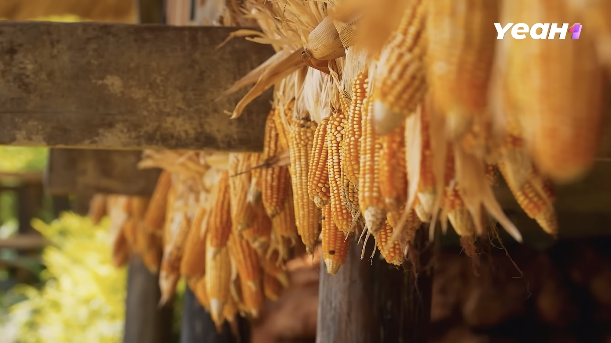 Homestay tại Lào Cai full phòng 3 tháng liền, chị Thông Bản Liền trở thành hiện tượng sau Gia Đình Haha- Ảnh 4.