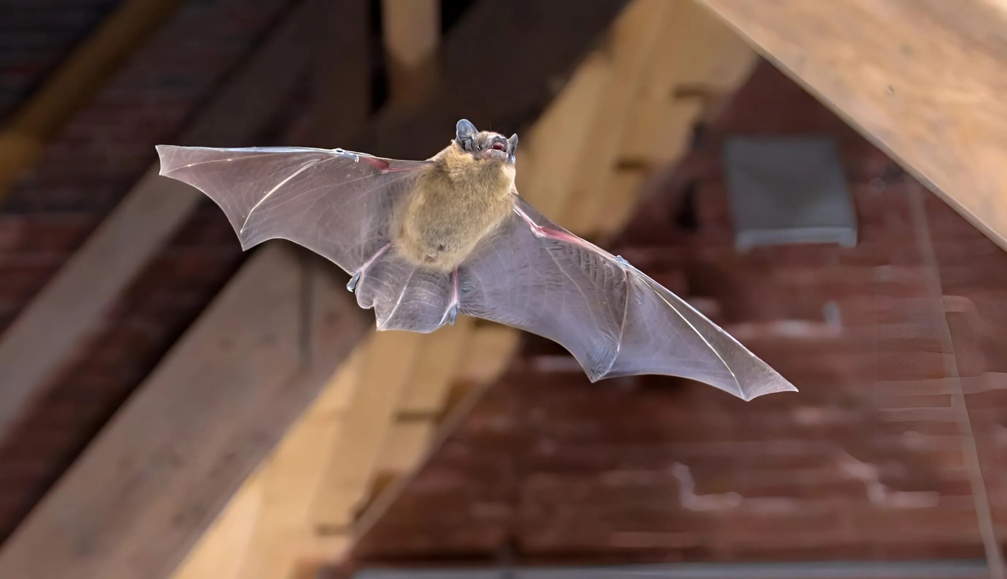 Nhà có 4 loài vật này ghé thăm, gia chủ chẳng mấy chốc gặp vận đỏ, tin vui liên tục kéo tới- Ảnh 2.