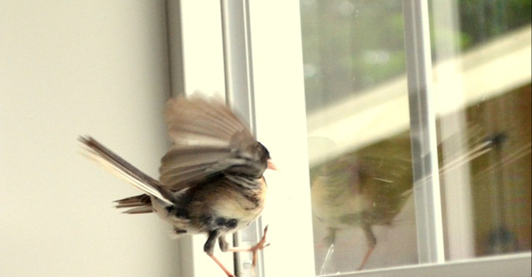 Nhà có 4 loài vật này ghé thăm, gia chủ chẳng mấy chốc gặp vận đỏ, tin vui liên tục kéo tới- Ảnh 3.