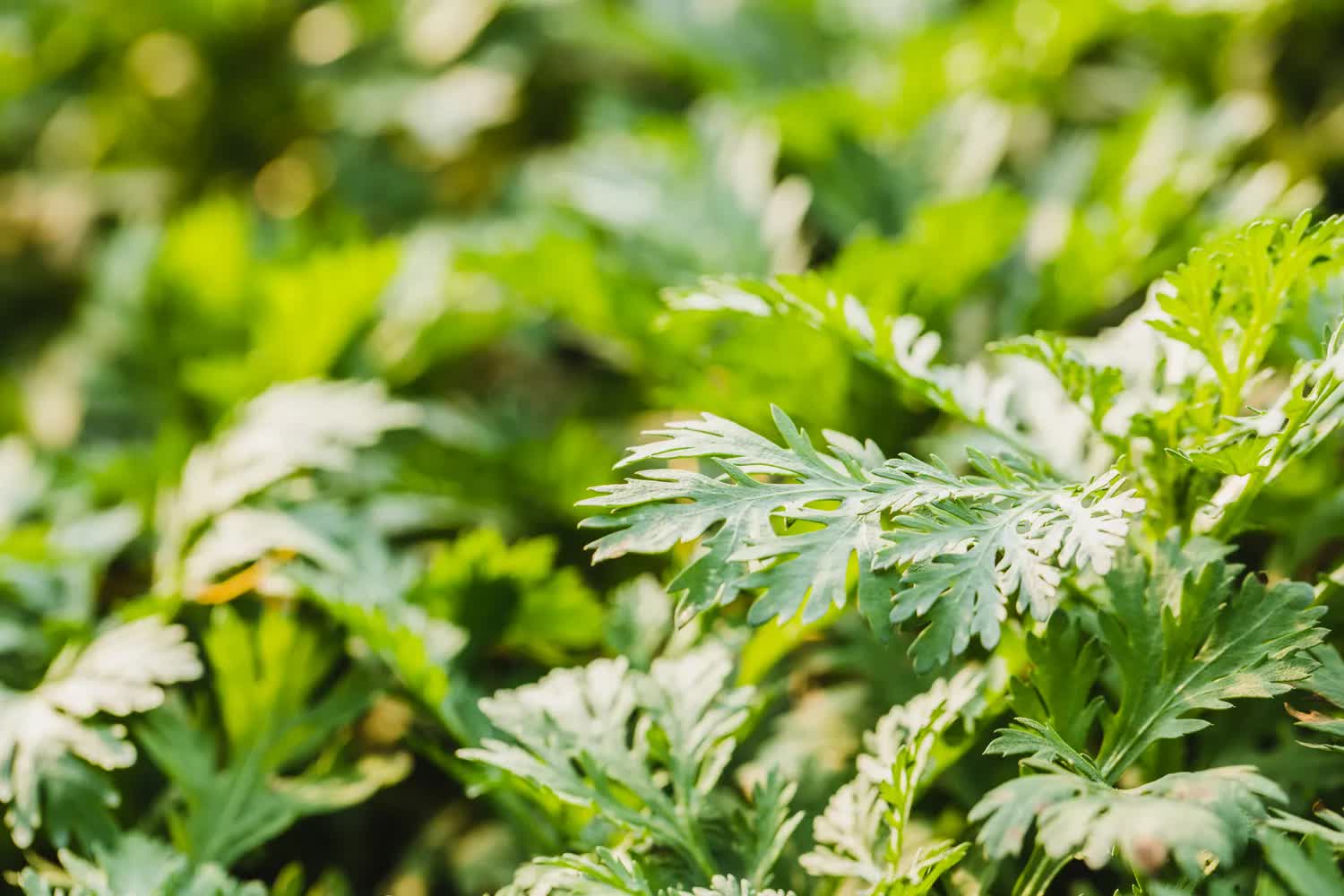 Việt Nam có loại rau là "vua thảo mộc" giúp giảm huyết áp cao, chống oxy hóa cực tốt - Ảnh 1.