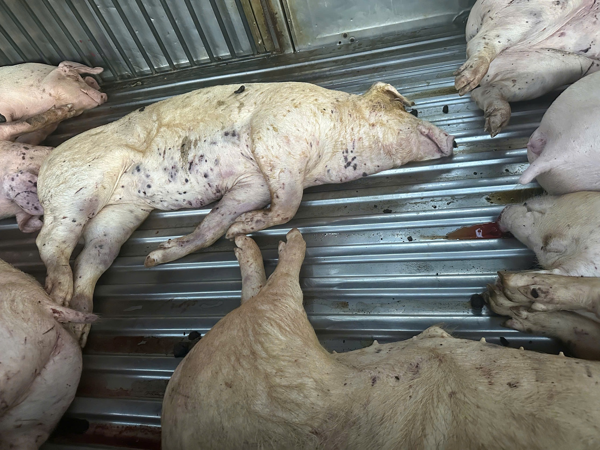 Điều không ngờ trên xe tải đỗ trước sân lò mổ heo - Ảnh 1.