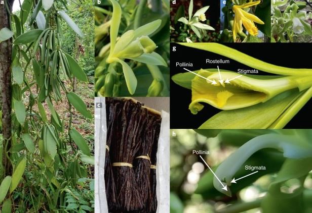 Loại quả đắt đỏ bậc nhất thế giới, từng có giá 15 triệu đồng/kg, ở Việt Nam cũng trồng- Ảnh 2.