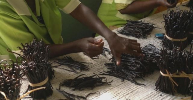 Loại quả đắt đỏ bậc nhất thế giới, từng có giá 15 triệu đồng/kg, ở Việt Nam cũng trồng- Ảnh 3.