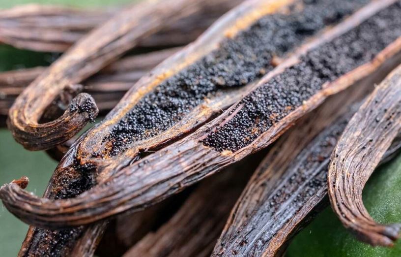 Loại quả đắt đỏ bậc nhất thế giới, từng có giá 15 triệu đồng/kg, ở Việt Nam cũng trồng- Ảnh 4.