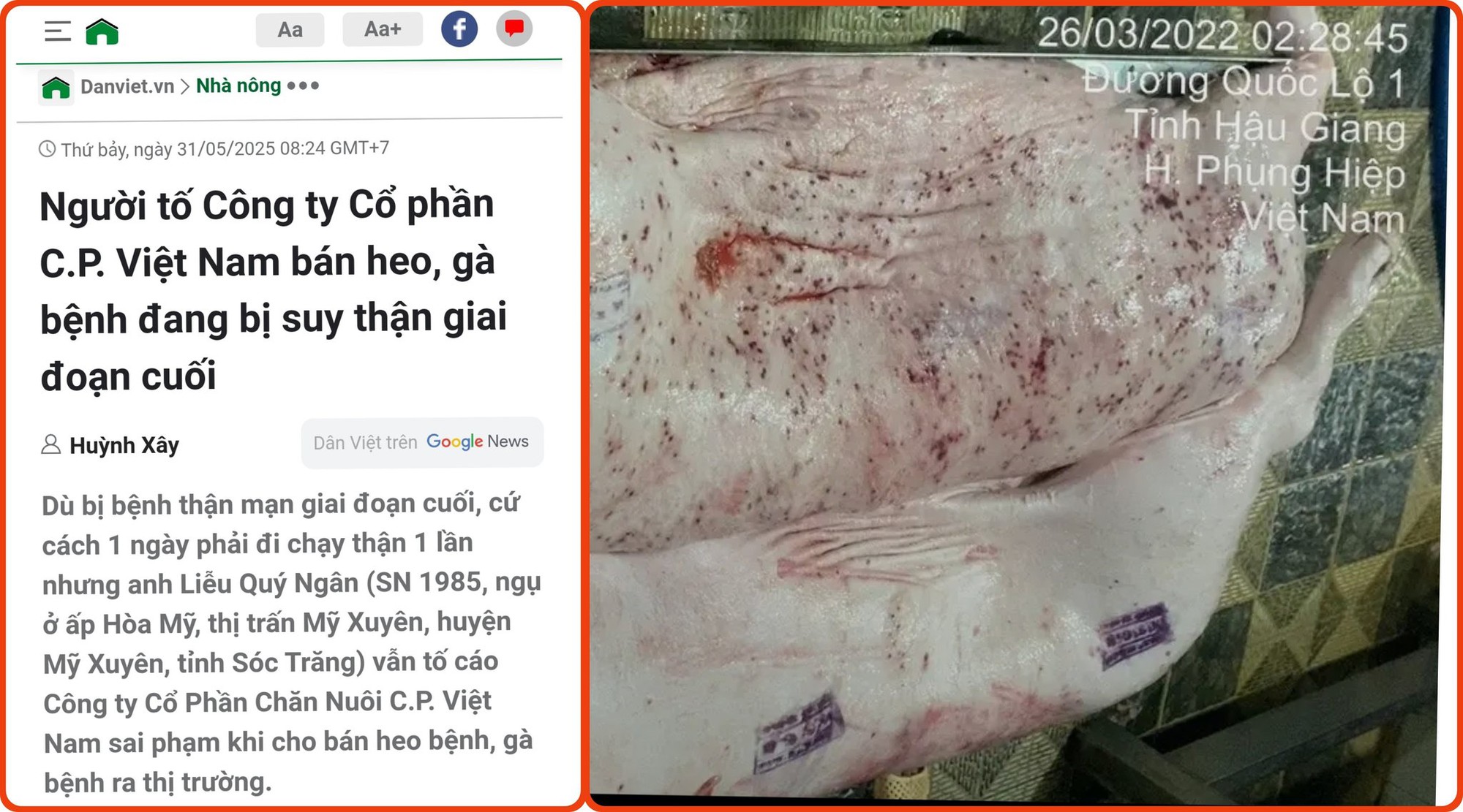 Thịt lợn bệnh làm thức ăn cho cá, chỉ cần "nấu lên là xong": Chuyên gia nói gì? - Ảnh 1.