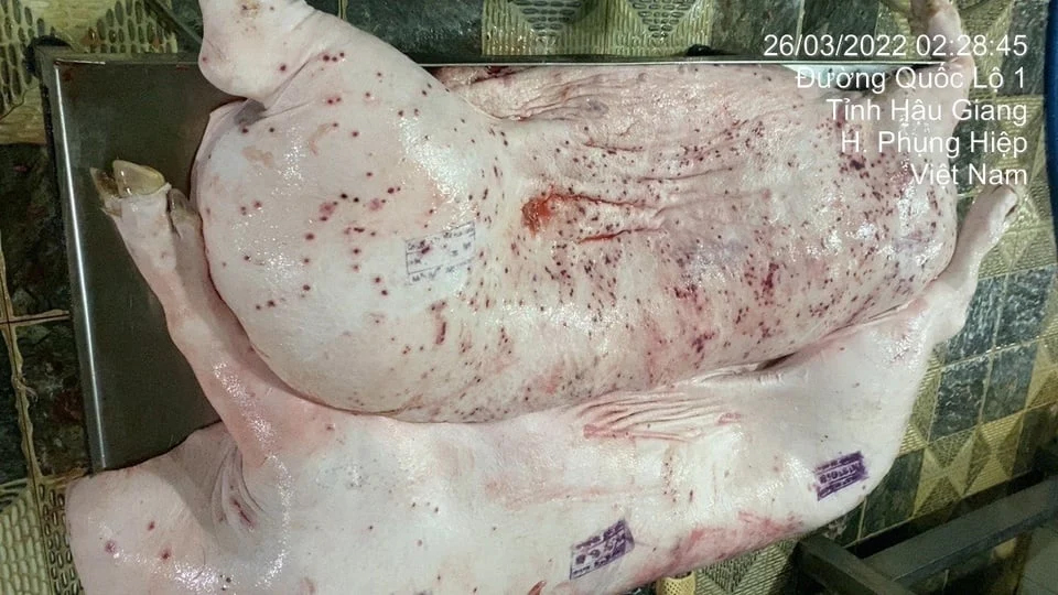 Thịt lợn bệnh làm thức ăn cho cá, chỉ cần "nấu lên là xong": Chuyên gia nói gì? - Ảnh 3.