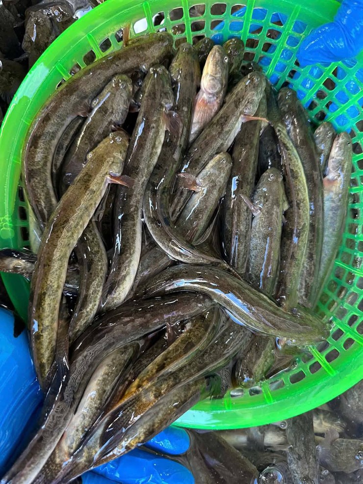 Loại cá "nhà nghèo" nay thành đặc sản, phơi khô bán 700.000 đồng/kg, nhà giàu mê như điếu đổ - Ảnh 1. Loại cá "nhà nghèo" nay thành đặc sản, phơi khô bán 700.000 đồng/kg, nhà giàu mê như điếu đổ - Ảnh 1.