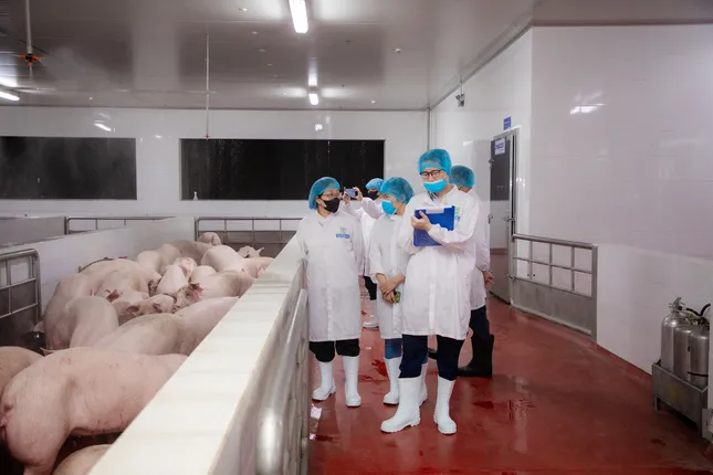 Kiểm tra hoạt động giết mổ lợn của Công ty C.P Việt Nam tại Hà Nội- Ảnh 1.