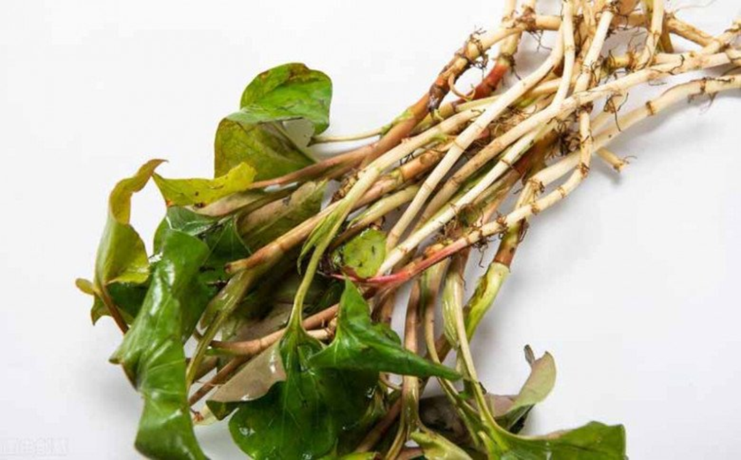 Đừng chỉ ăn lá, rễ loại cây này quý như "nhân sâm người nghèo" ở quê mọc um tùm như cỏ dại- Ảnh 1.