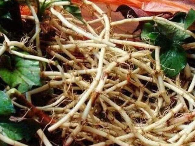 Đừng chỉ ăn lá, rễ loại cây này quý như "nhân sâm người nghèo" ở quê mọc um tùm như cỏ dại- Ảnh 2.