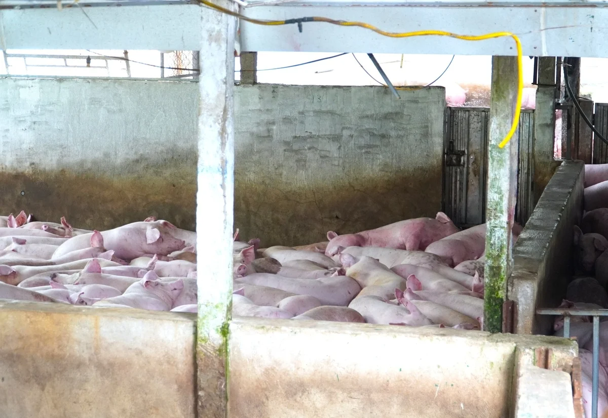 Lý do nhân viên thú y đóng dấu kiểm dịch sai trên heo bệnh của Công ty C.P., hé lộ về ao cá tiêu hủy heo- Ảnh 2.