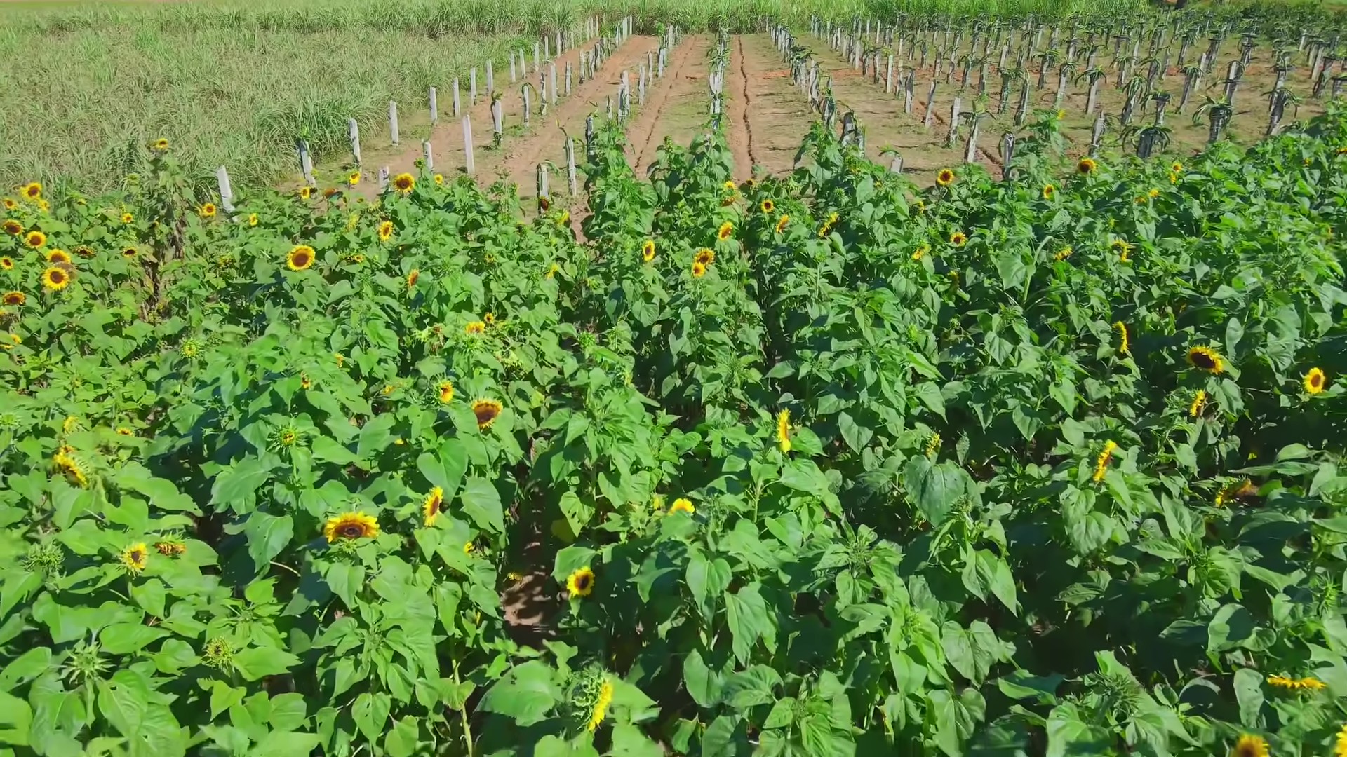 Toàn cảnh trang trại được Quang Linh rót vốn tiền tỷ: hiện trạng ra sao sau 2 tháng ông chủ gặp biến cố- Ảnh 3. Toàn cảnh trang trại được Quang Linh rót vốn tiền tỷ: hiện trạng ra sao sau 2 tháng ông chủ gặp biến cố- Ảnh 3.