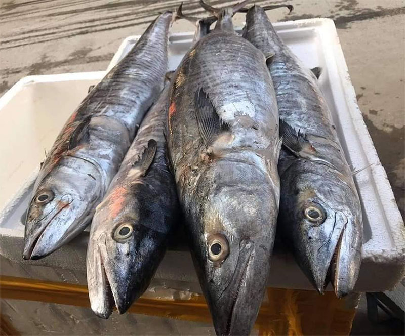 7 loại cá được ví như "nhân sâm dưới nước", thậm chí tốt hơn thịt gấp 10 lần- Ảnh 4.