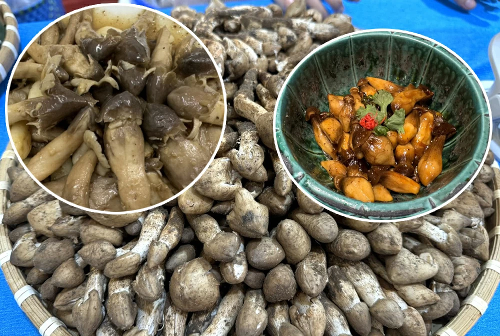 Chỉ xuất hiện mỗi năm 1 lần, loại “lộc trời” thành đặc sản của Việt Nam, bán 1 triệu/kg nhưng vẫn có người mua ầm ầm- Ảnh 2.