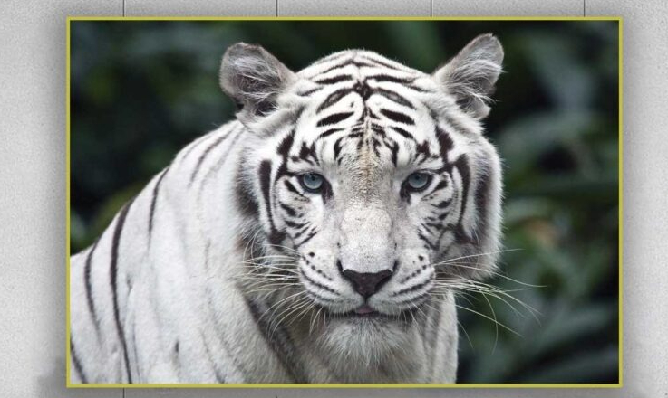 3 thứ KHÔNG NÊN đặt ở phòng khách kẻo vận xui tìm đến, tiêu cực bủa vây- Ảnh 1. 3 thứ KHÔNG NÊN đặt ở phòng khách kẻo vận xui tìm đến, tiêu cực bủa vây- Ảnh 1.