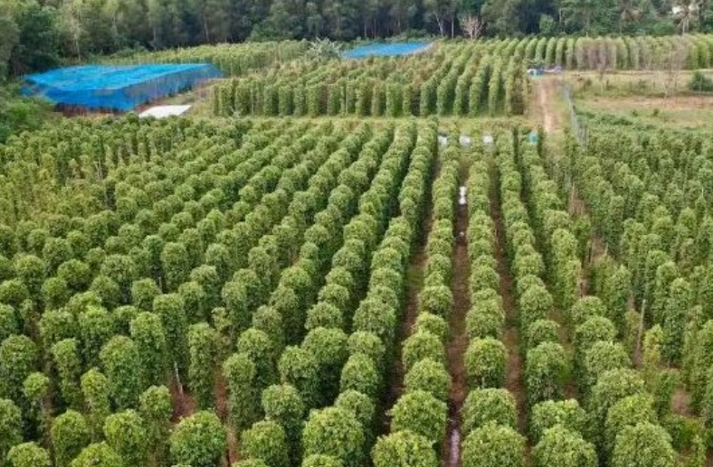 Mỹ bất ngờ săn lùng một loại nông sản quý hiếm của Việt Nam: Nước ta xuất khẩu bằng cả thế giới cộng lại, sở hữu hơn 100.000 ha diện tích trồng- Ảnh 1.