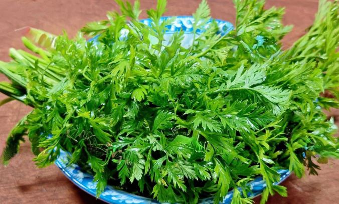 Loại cây quen thuộc người Việt chỉ ăn củ, không ngờ lá cũng là "kho báu"- Ảnh 4. Loại cây quen thuộc người Việt chỉ ăn củ, không ngờ lá cũng là "kho báu"- Ảnh 4.