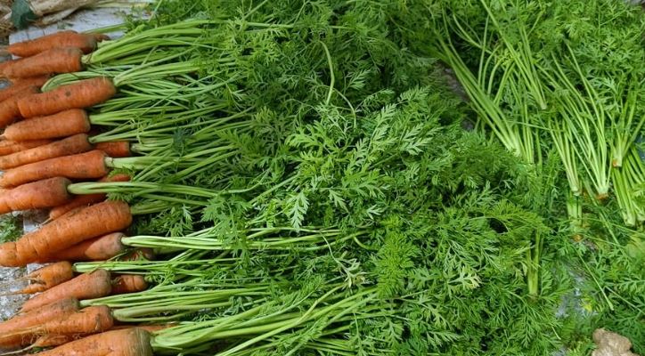 Loại cây quen thuộc người Việt chỉ ăn củ, không ngờ lá cũng là "kho báu"- Ảnh 3. Loại cây quen thuộc người Việt chỉ ăn củ, không ngờ lá cũng là "kho báu"- Ảnh 3.