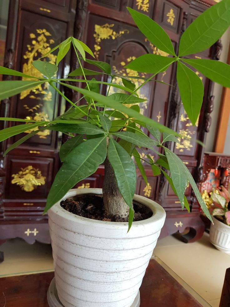 Người thông minh bí mật trồng 5 cây cảnh trong nhà: Gia tăng vận khí, hút lộc vào như nước