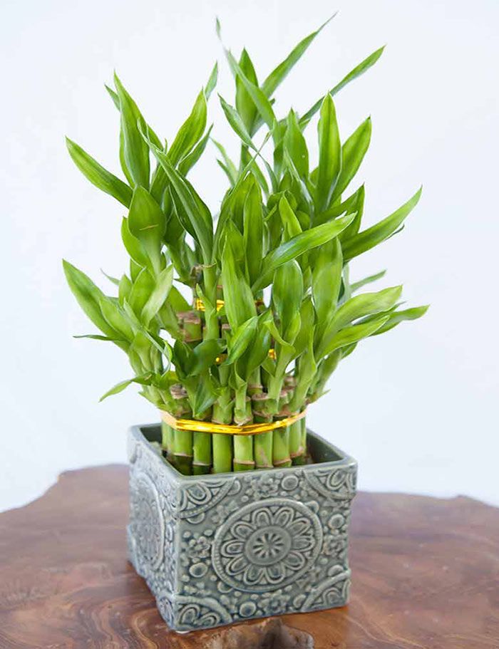 Người thông minh bí mật trồng 5 cây cảnh trong nhà: Gia tăng vận khí, hút lộc vào như nước