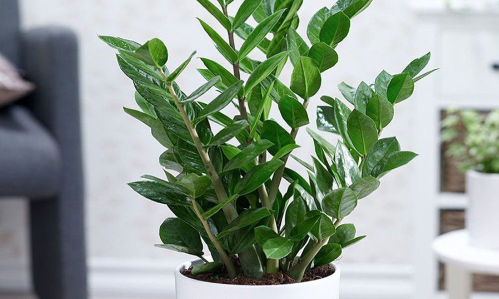 Trồng kim tiền: 3 đại kỵ cần tránh kẻo cây tàn, người lụi bại- Ảnh 1.