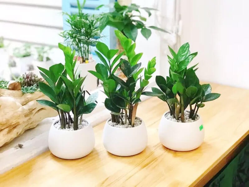 Trồng kim tiền: 3 đại kỵ cần tránh kẻo cây tàn, người lụi bại- Ảnh 4.