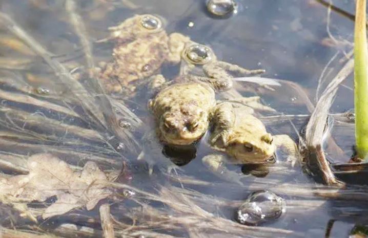 Nuôi loài vật xấu xí, anh nông dân nhẹ nhàng kiếm gần 70 tỷ đồng/năm- Ảnh 2.