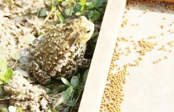 Nuôi loài vật xấu xí, anh nông dân nhẹ nhàng kiếm gần 70 tỷ đồng/năm- Ảnh 3.