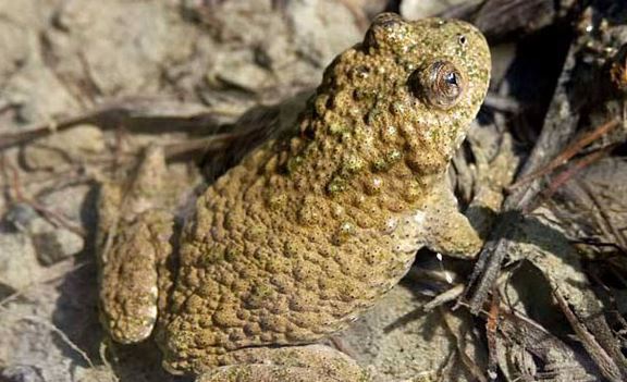 Nuôi loài vật xấu xí, anh nông dân nhẹ nhàng kiếm gần 70 tỷ đồng/năm- Ảnh 1.