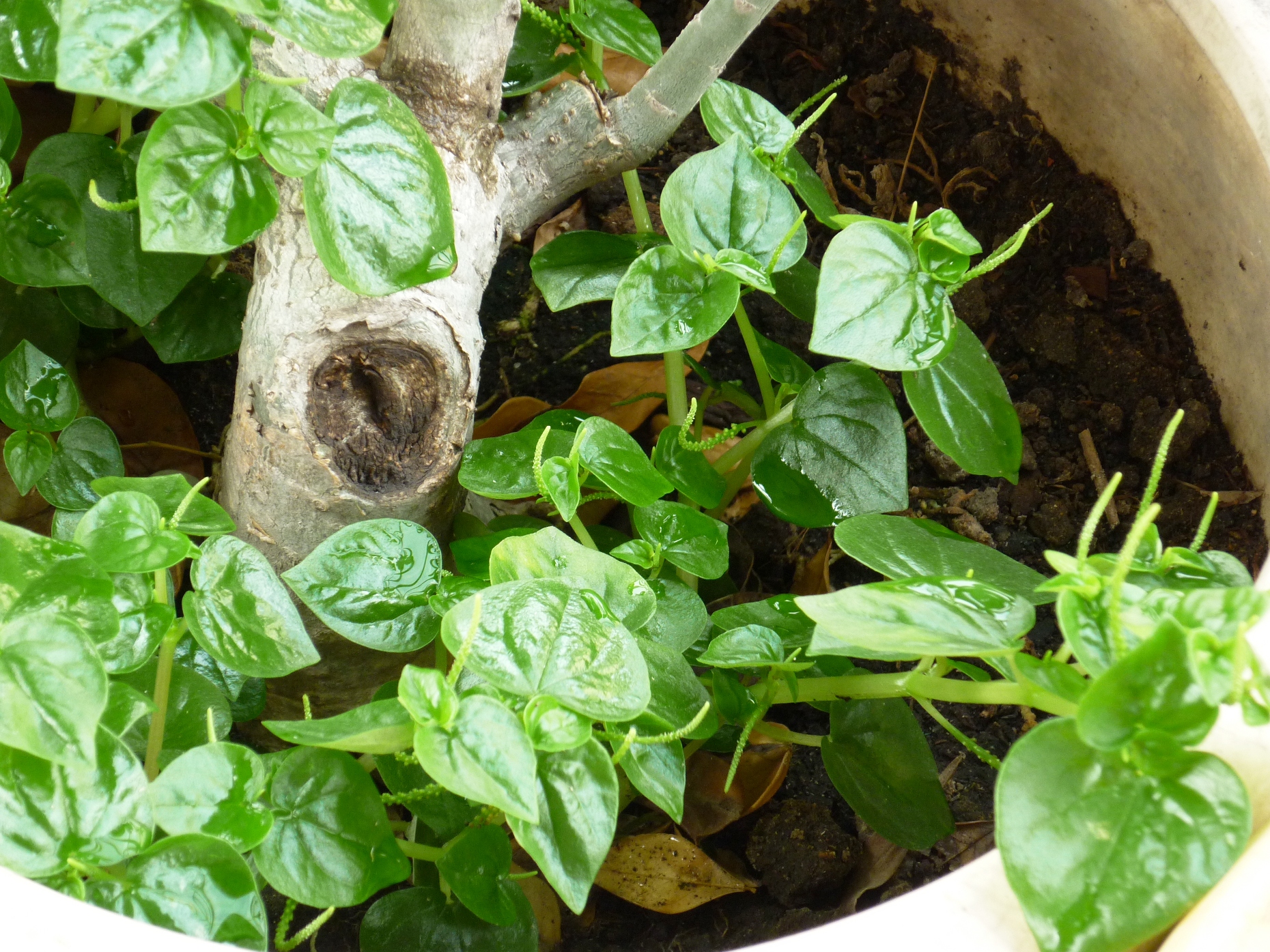 Rau nhà nghèo Việt Nam thành hàng hiếm ở Trung Quốc: Giá cao gấp 5 lần, dân tình đổ xô mua- Ảnh 1.