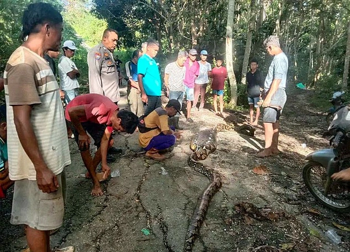 Thảm kịch ở đảo du lịch Đông Nam Á: Tìm thấy thi thể người đàn ông trong bụng con trăn dài gần 9 mét- Ảnh 1.