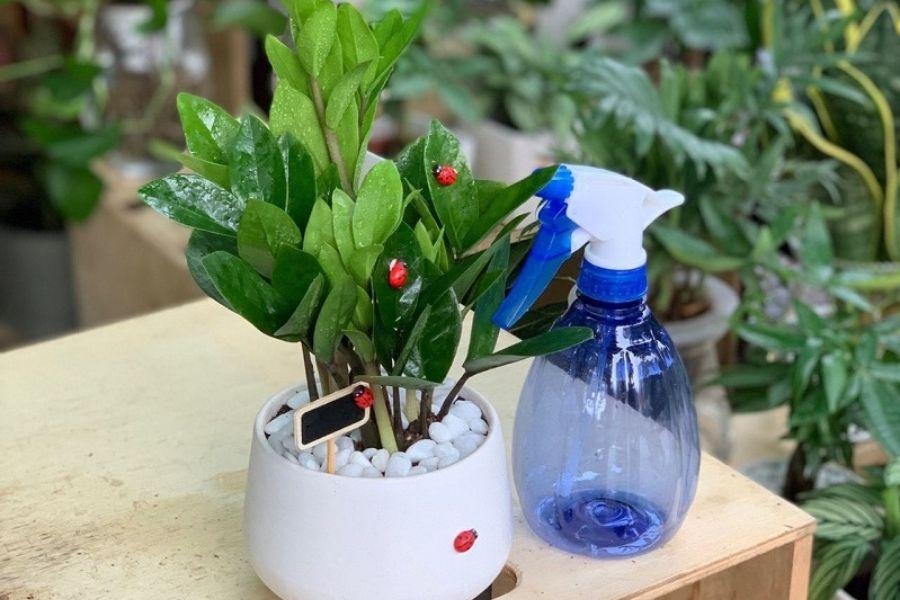 Trồng kim tiền: 3 đại kỵ cần tránh kẻo cây tàn, người lụi bại- Ảnh 3.