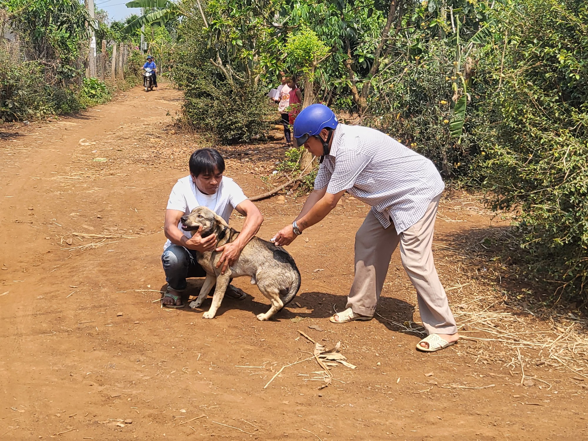 Đắk Lắk: Tử vong do bệnh dại sau khi bị chó cắn không tiêm phòng kịp thời - Ảnh 1.