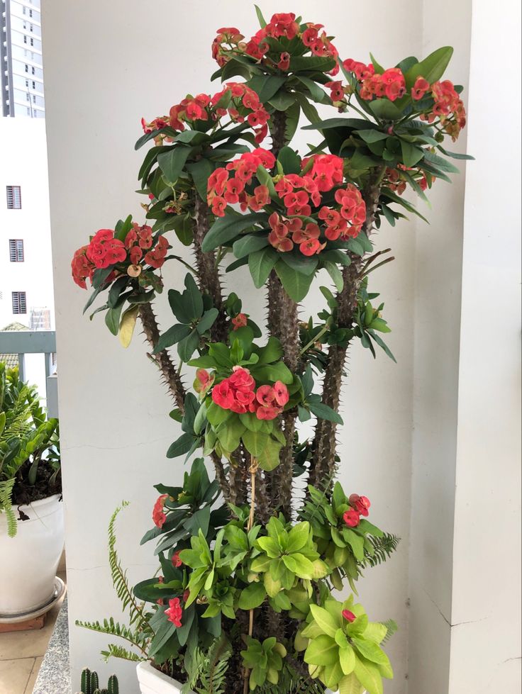 Người giàu bí mật trồng 6 cây trong nhà: Đuổi tà khí, hút tiền tài, con cháu "thơm lây" - Ảnh 4.