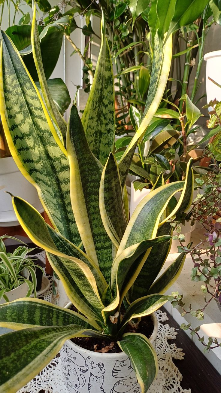 Người giàu bí mật trồng 6 cây trong nhà: Đuổi tà khí, hút tiền tài, con cháu "thơm lây" - Ảnh 6.