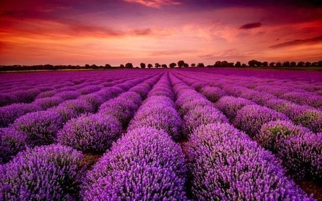 Cựu chủ tịch xuất hiện bất ngờ sau khi ra tù, cổ phiếu phi như "tên lửa" với 13 phiên kịch trần- Ảnh 1.