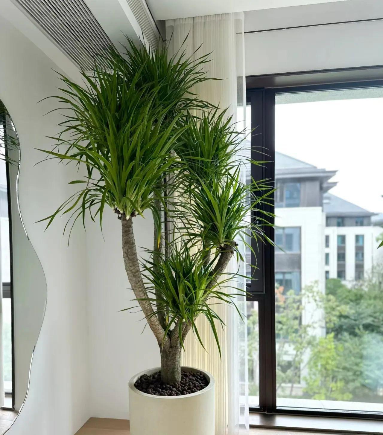 Người giàu bí mật trồng 6 cây trong nhà: Đuổi tà khí, hút tiền tài, con cháu "thơm lây" - Ảnh 7.