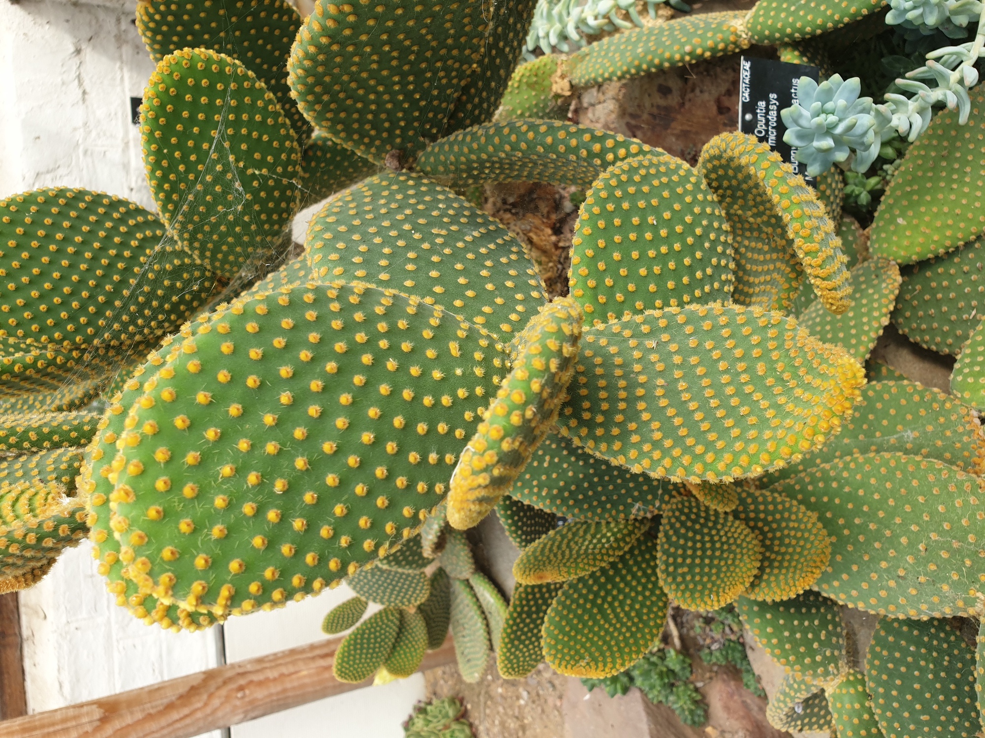 Người giàu bí mật trồng 6 cây trong nhà: Đuổi tà khí, hút tiền tài, con cháu "thơm lây" - Ảnh 5.