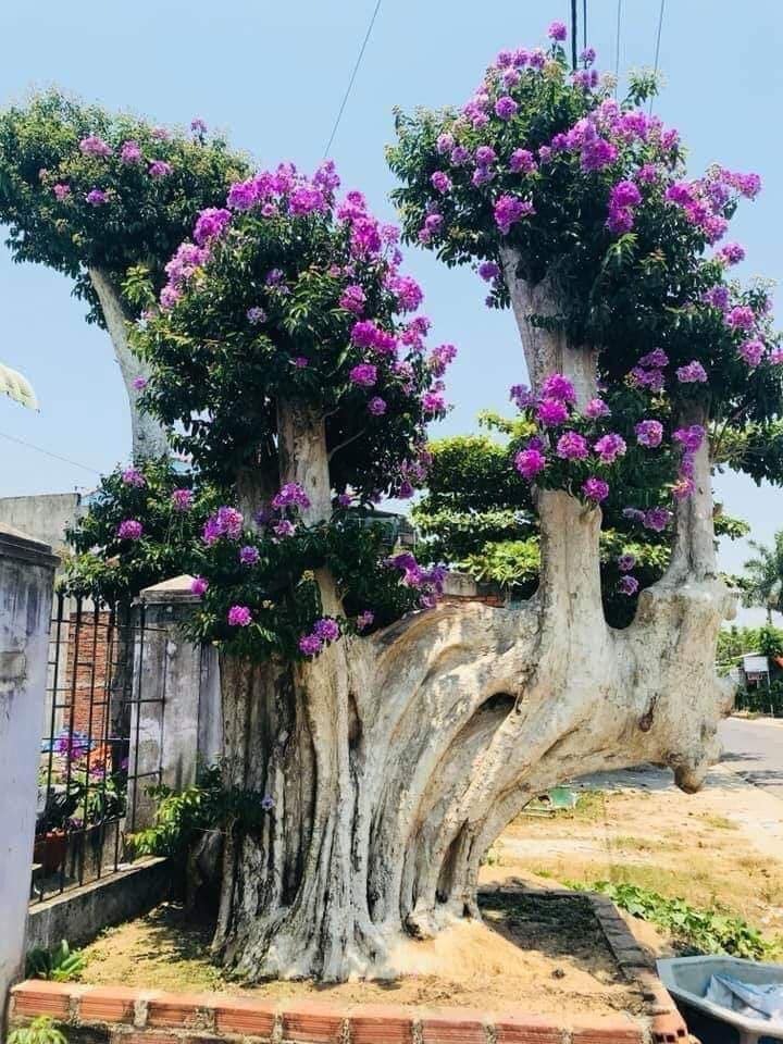  - Ảnh 5.