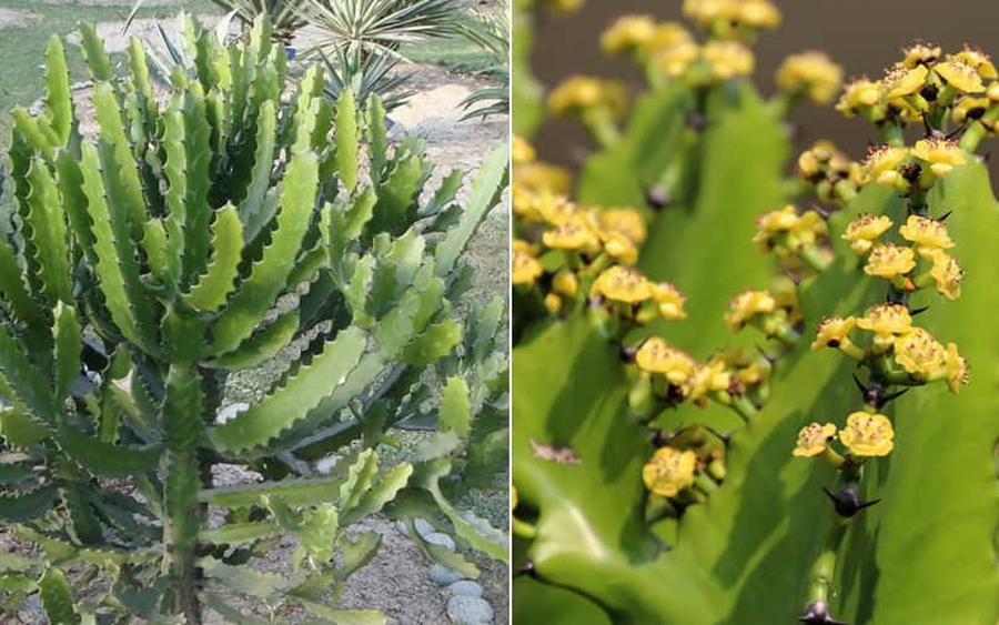 Người giàu bí mật trồng 6 cây trong nhà: Đuổi tà khí, hút tiền tài, con cháu "thơm lây" - Ảnh 1.